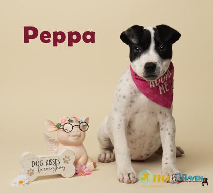 Peppa, Adoptable, Puppy Female American Staffordshire Terrier & Mixed Breed.