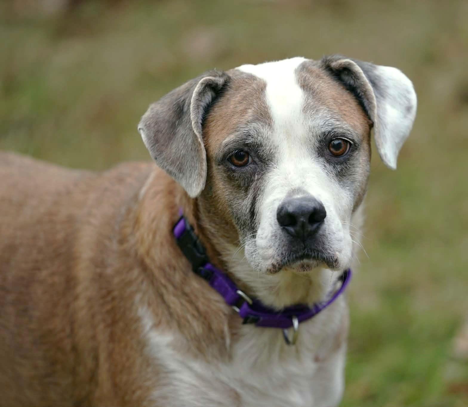 Enlarge Nac's Maya TX, a Adoptable mixed breed in Boonton, NJ image 1/3