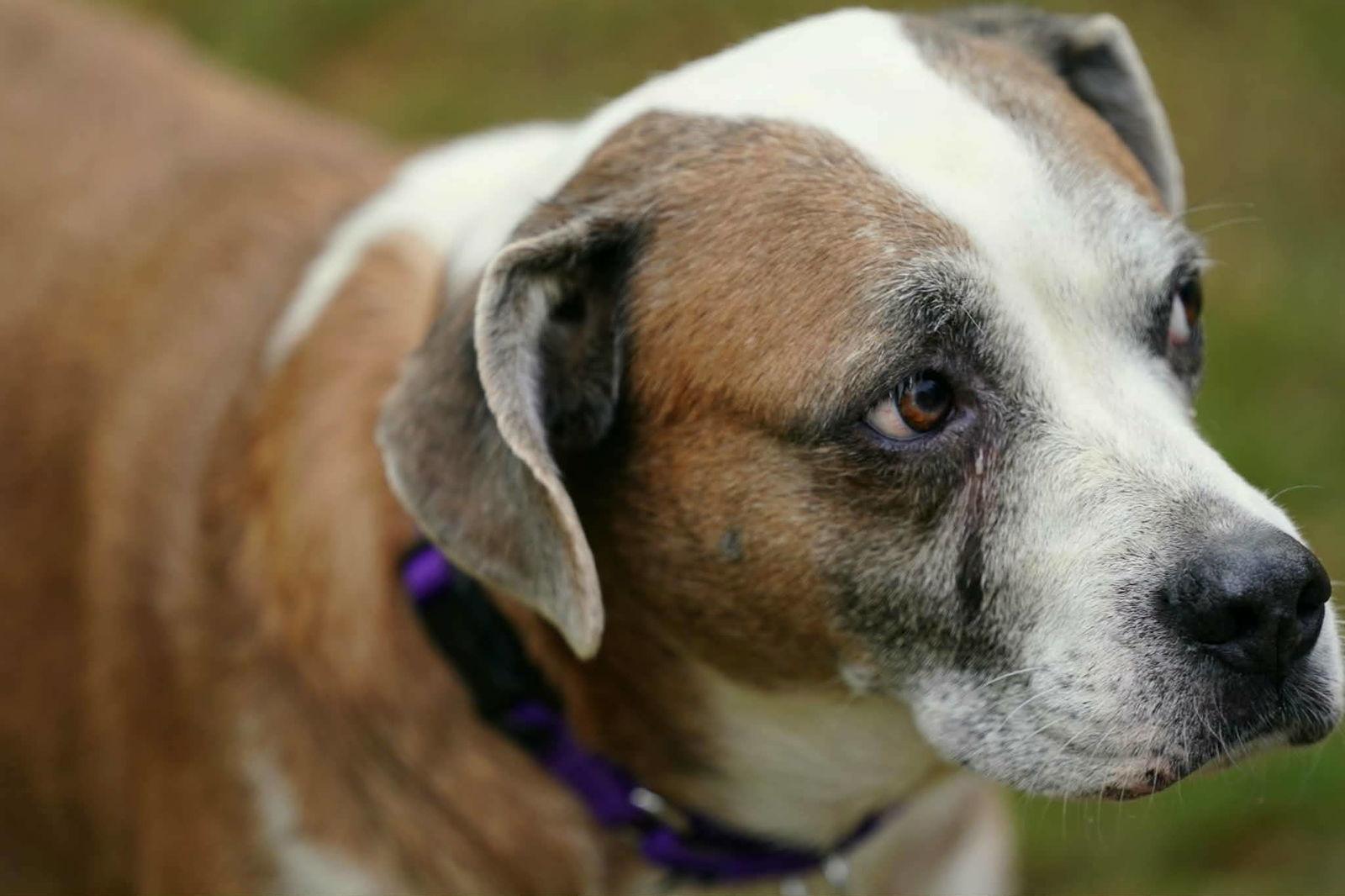 Enlarge Nac's Maya TX, a Adoptable mixed breed in Boonton, NJ image 2/3