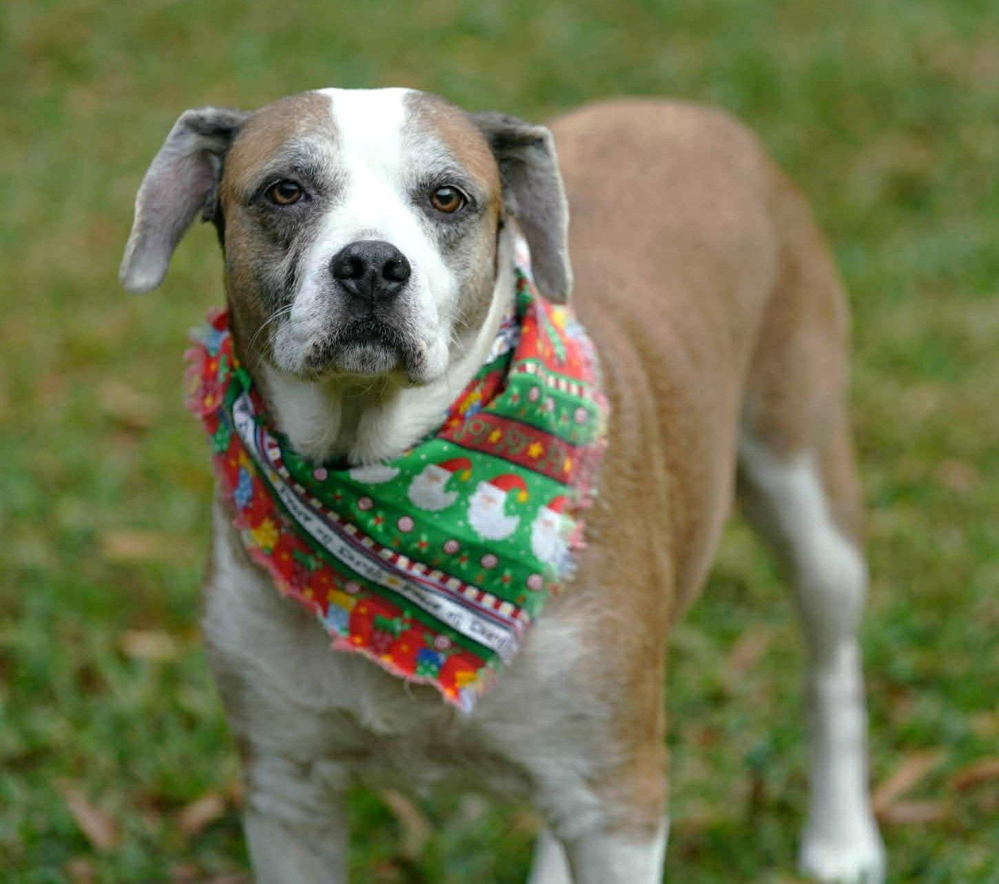 Enlarge Nac's Maya TX, a Adoptable mixed breed in Boonton, NJ image 3/3