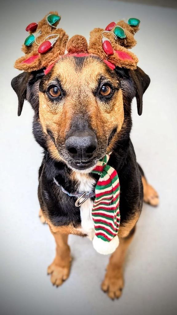 Doc, Adoptable, Adult Male German Shepherd Dog & Coonhound.
