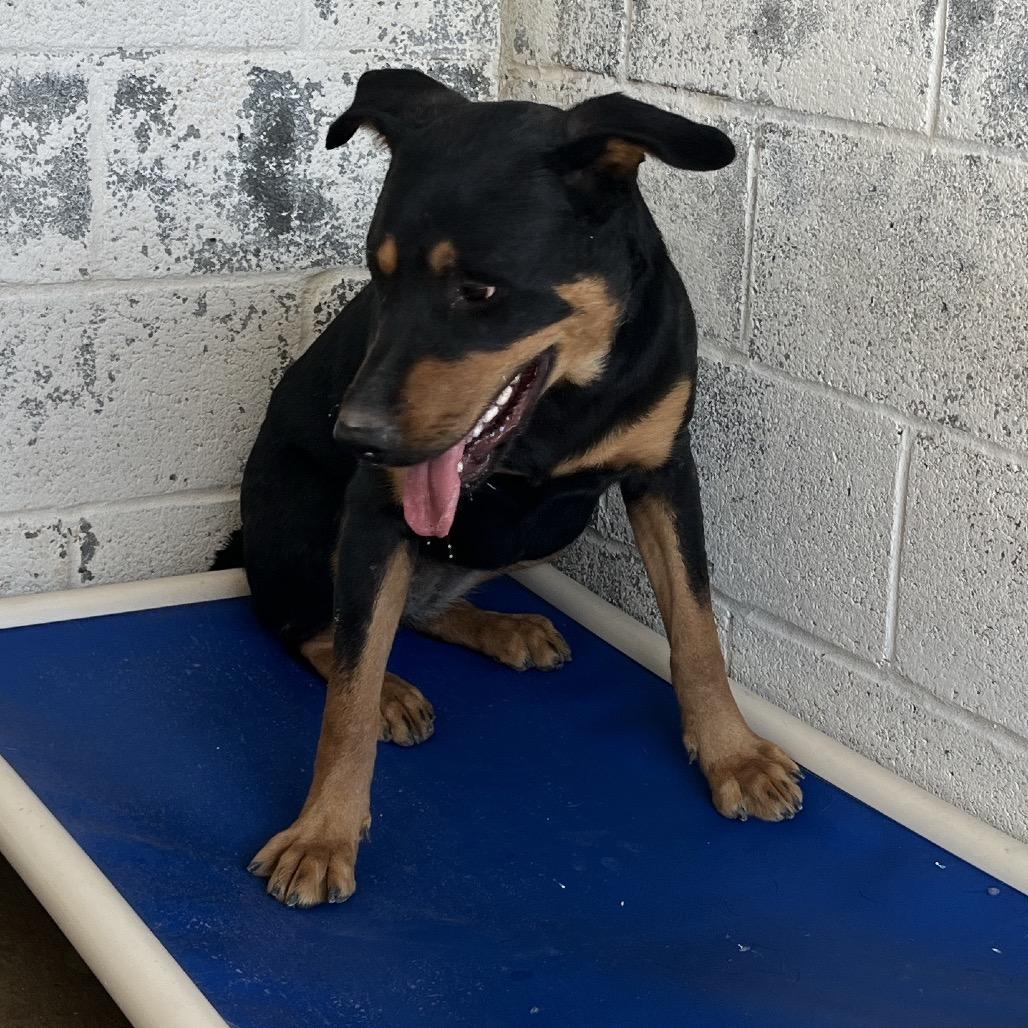 Becky, Adoptable, Adult Female Rottweiler.