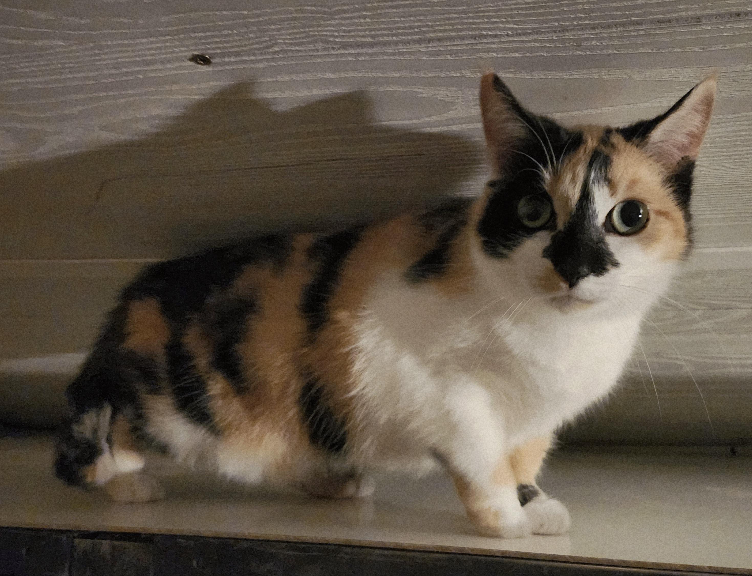 Enlarge 'CALLI', an adopted mixed breed in North East, MD image 1/3