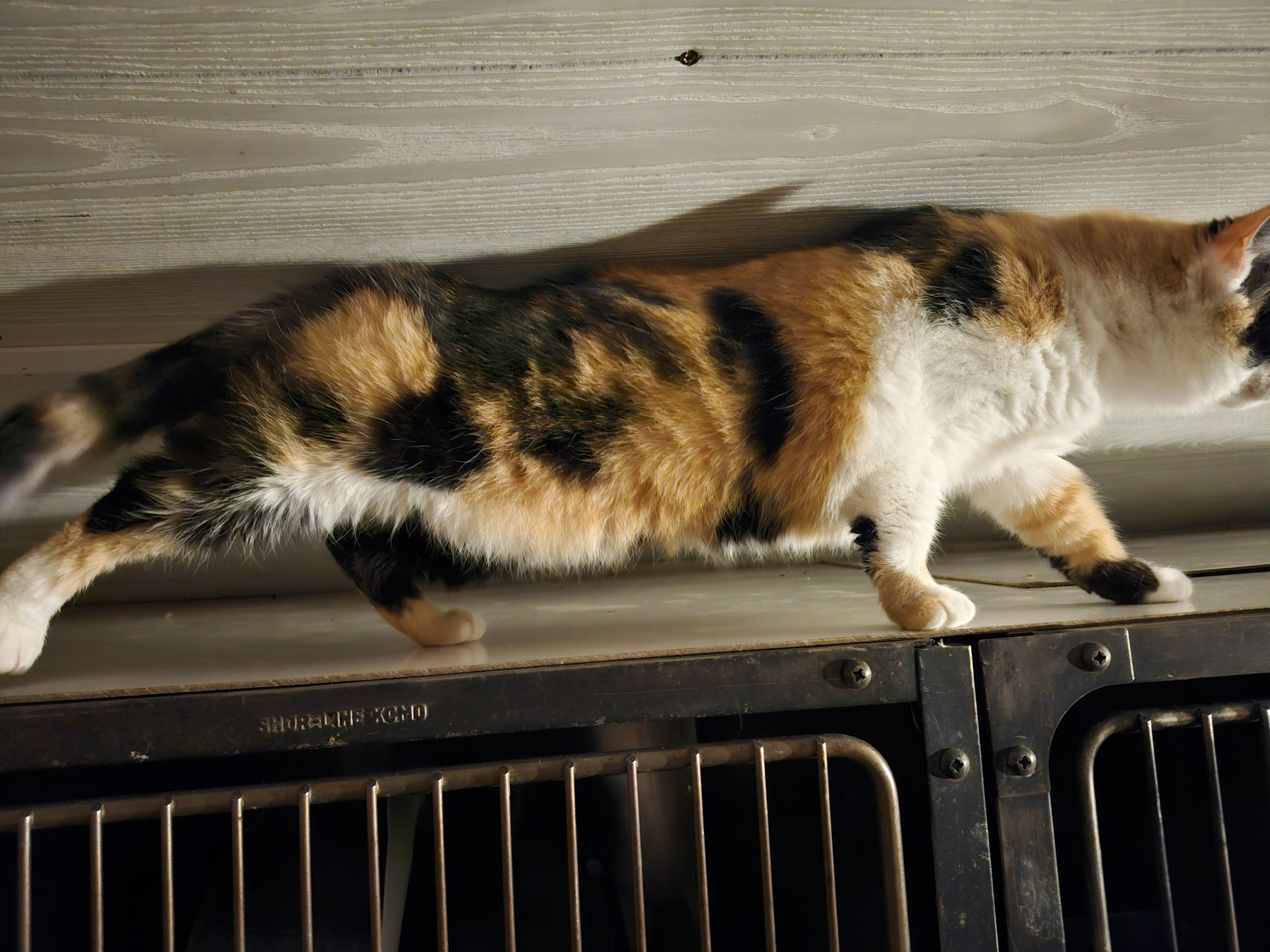 Enlarge 'CALLI', an adopted mixed breed in North East, MD image 2/3