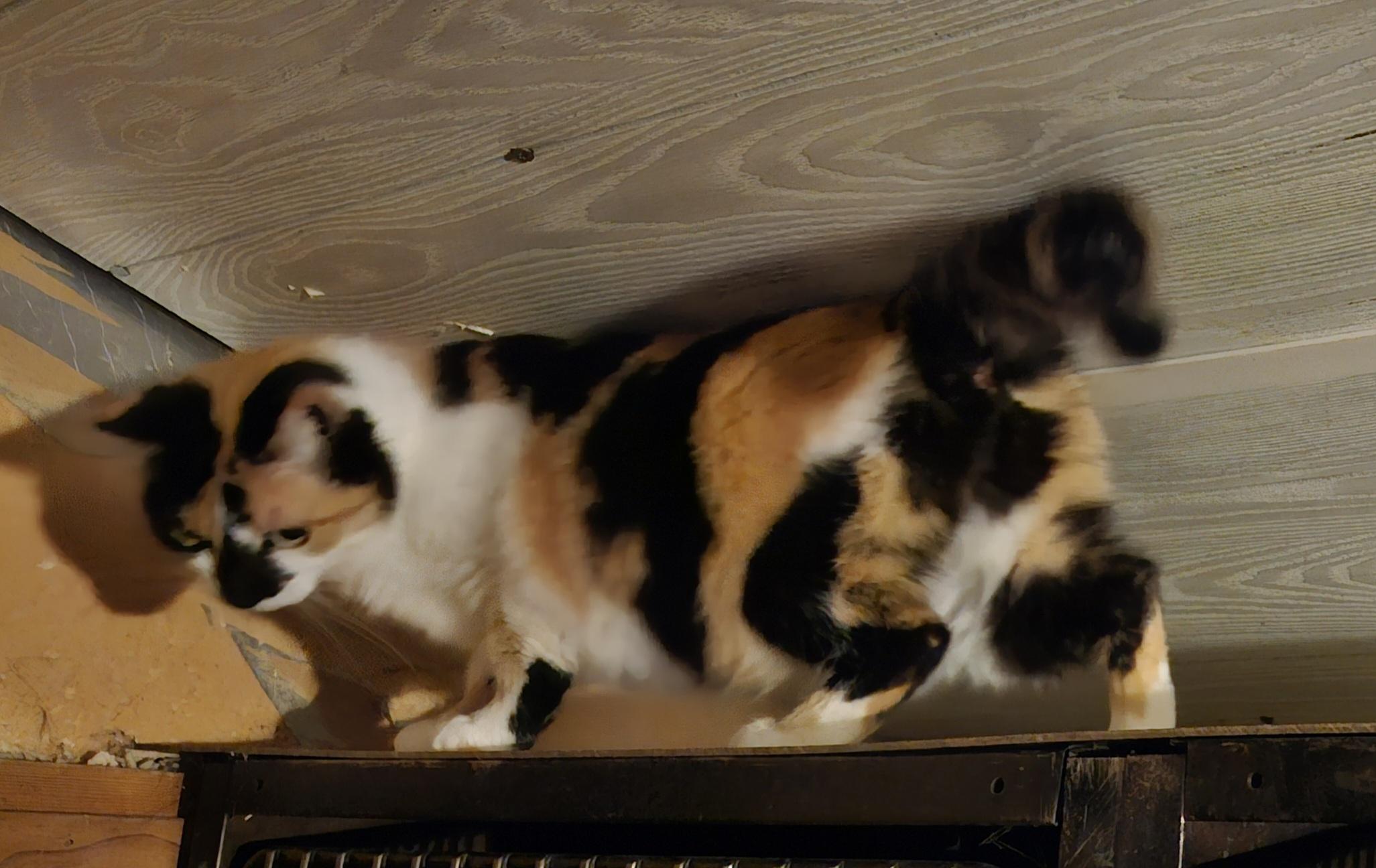 Enlarge 'CALLI', an adopted mixed breed in North East, MD image 3/3