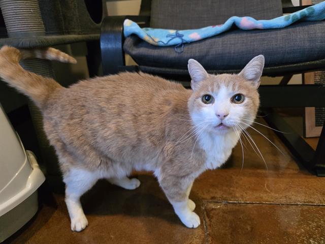 SUNNY, Adoptable, Senior Male Domestic Short Hair.