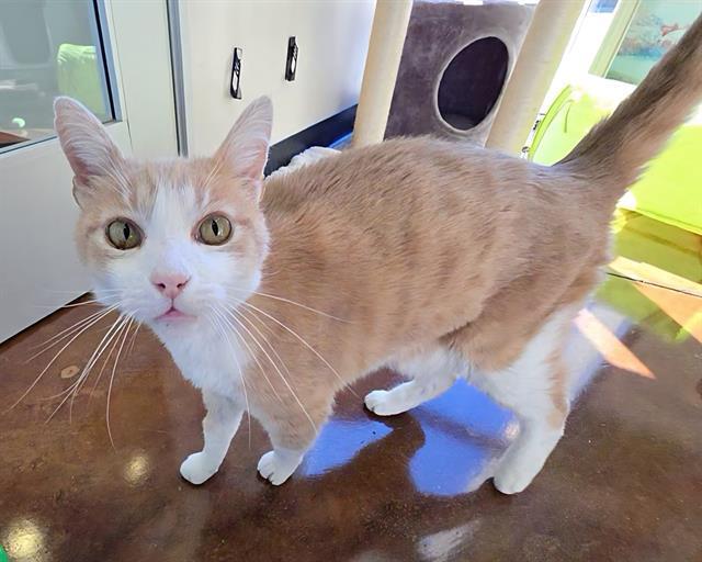 CAPTAIN, Adoptable, Senior Male Domestic Short Hair.