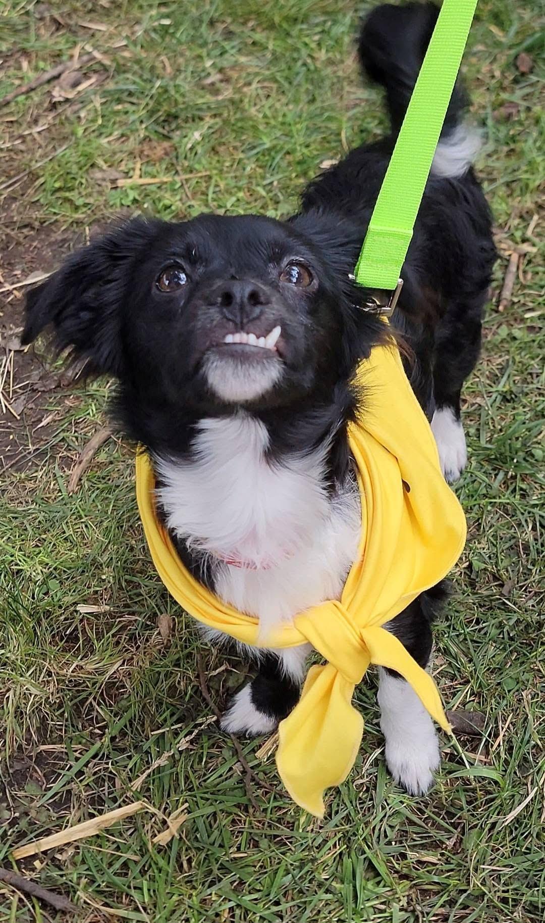 Pookie, Adoptable, Young Male Chihuahua.