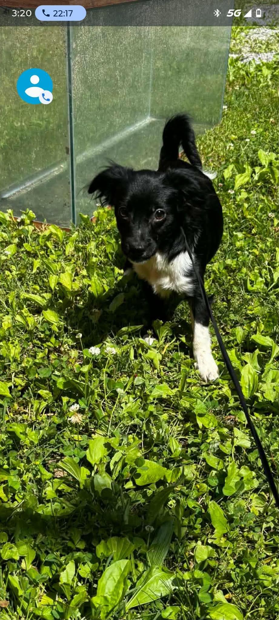 Enlarge Pookie, a Adoptable Chihuahua in Knoxville, TN image 1/1