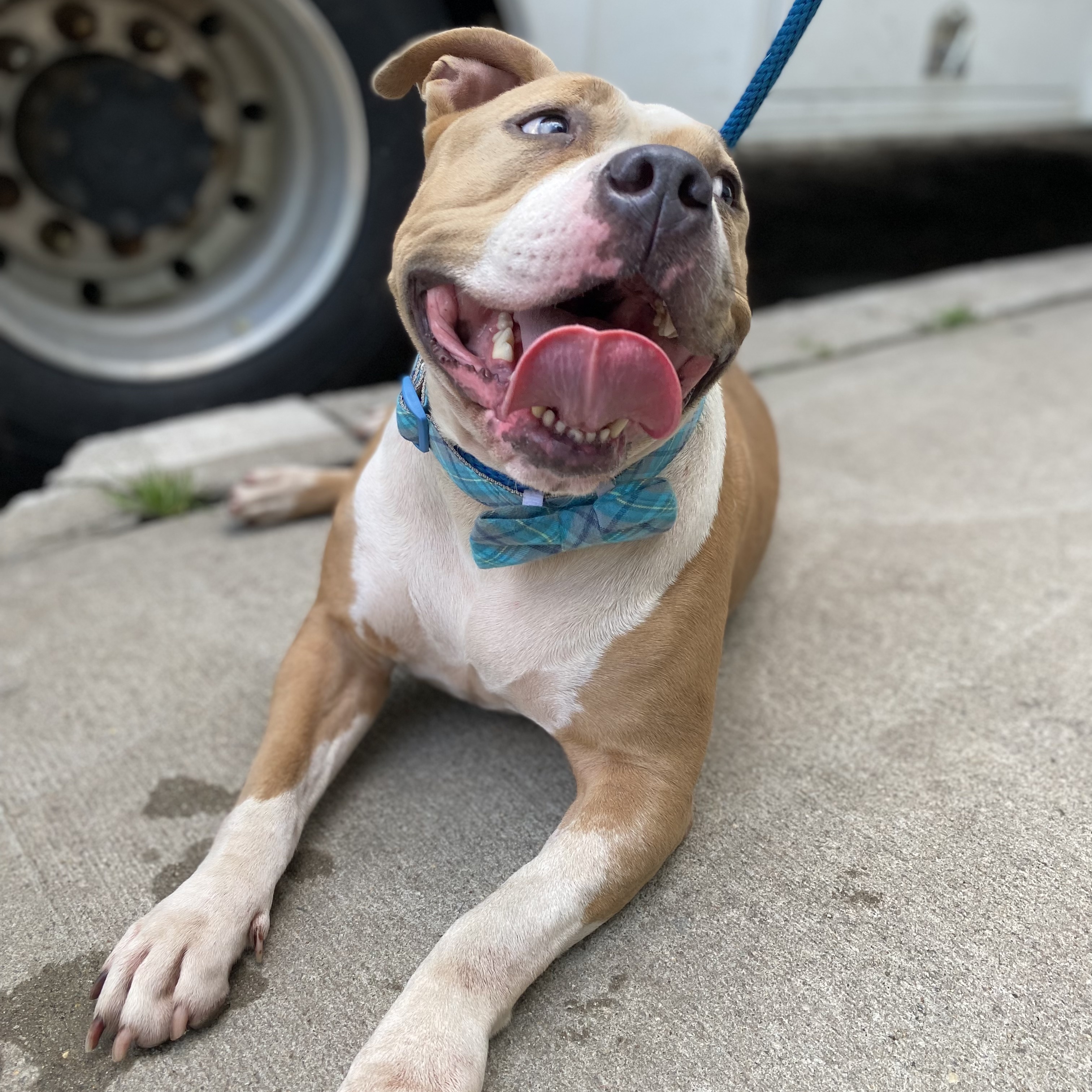 Barbie, a Adoptable Mixed Breed image 3/6