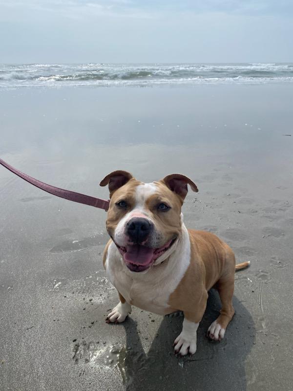 Barbie, a Adoptable Mixed Breed image 6/6