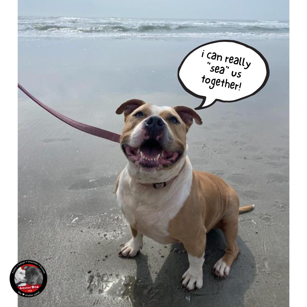 Barbie, a Adoptable Mixed Breed image 1/6