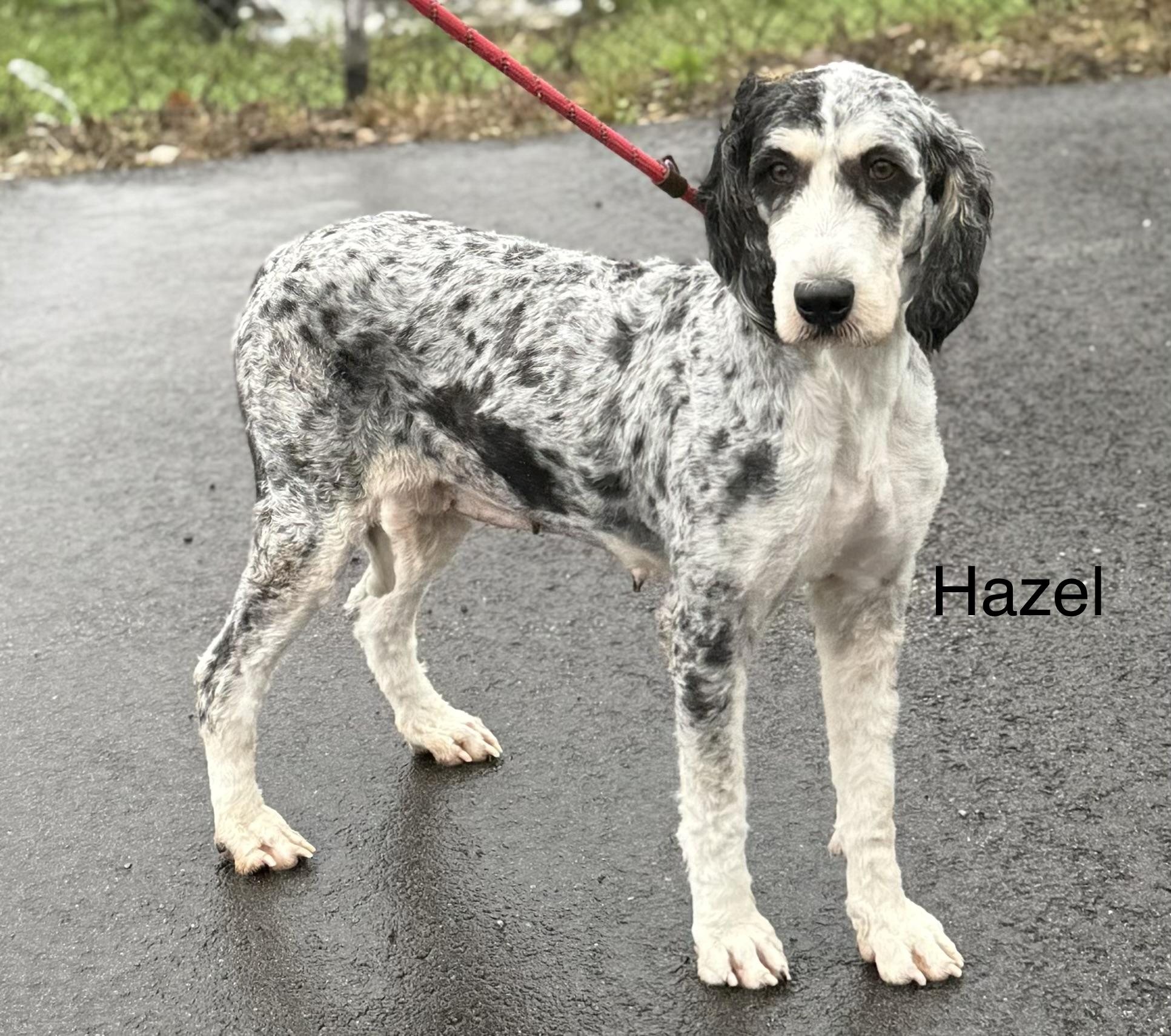 HAZEL, Adoptable, Adult Female Bernadoodle.