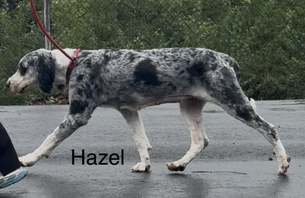 Enlarge HAZEL, a Adoptable Bernadoodle in Ashland, OH image 3/3