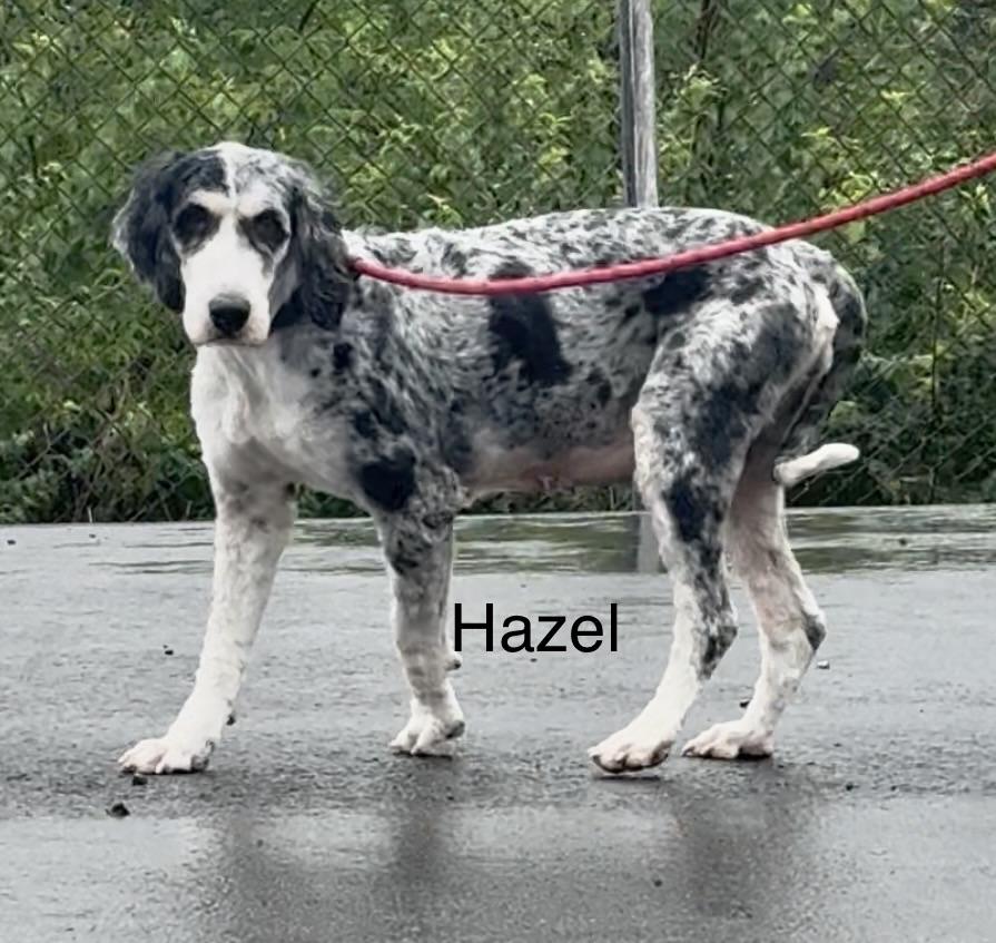 Enlarge HAZEL, a Adoptable Bernadoodle in Ashland, OH image 2/3