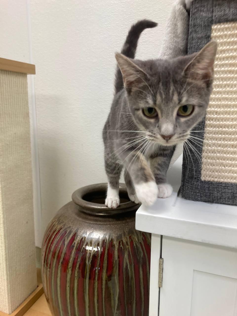 Enlarge Raine, a Adoptable Domestic Short Hair in Cincinnati, OH image 2/3