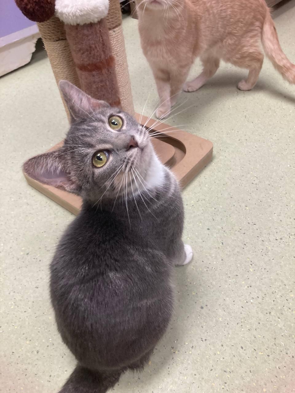 Raine, Adoptable, Young Female Domestic Short Hair.