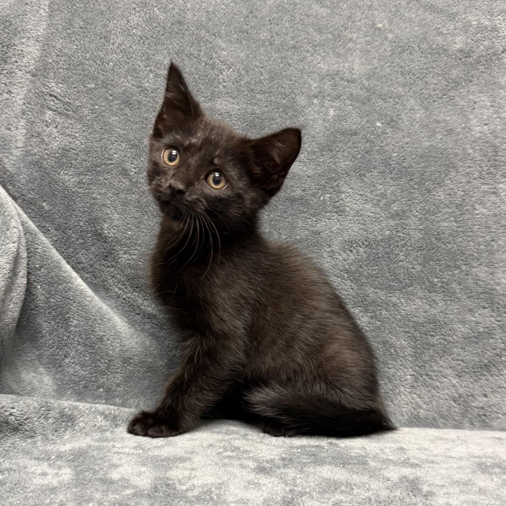 Thackery Binx, a Adoptable mixed breed in Brenham, TX image 2/6