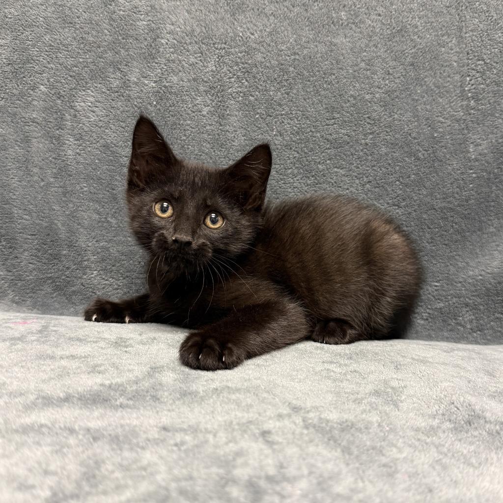 Thackery Binx, a Adoptable mixed breed in Brenham, TX image 3/6