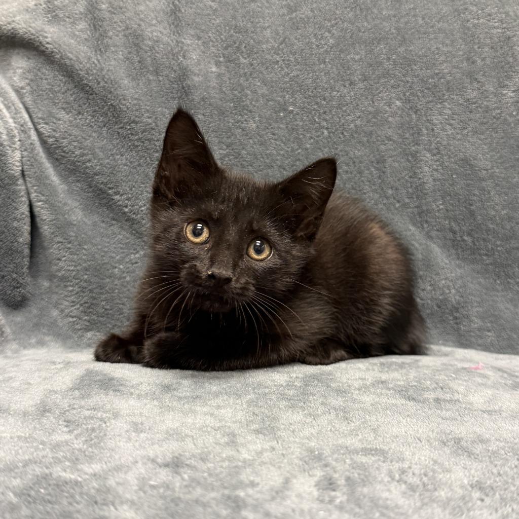 Thackery Binx, a Adoptable mixed breed in Brenham, TX image 4/6