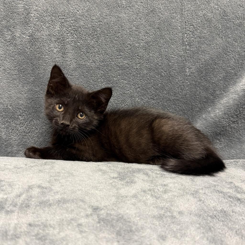 Thackery Binx, a Adoptable mixed breed in Brenham, TX image 5/6