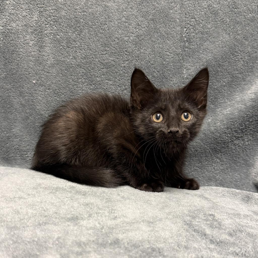 Thackery Binx, a Adoptable mixed breed in Brenham, TX image 6/6