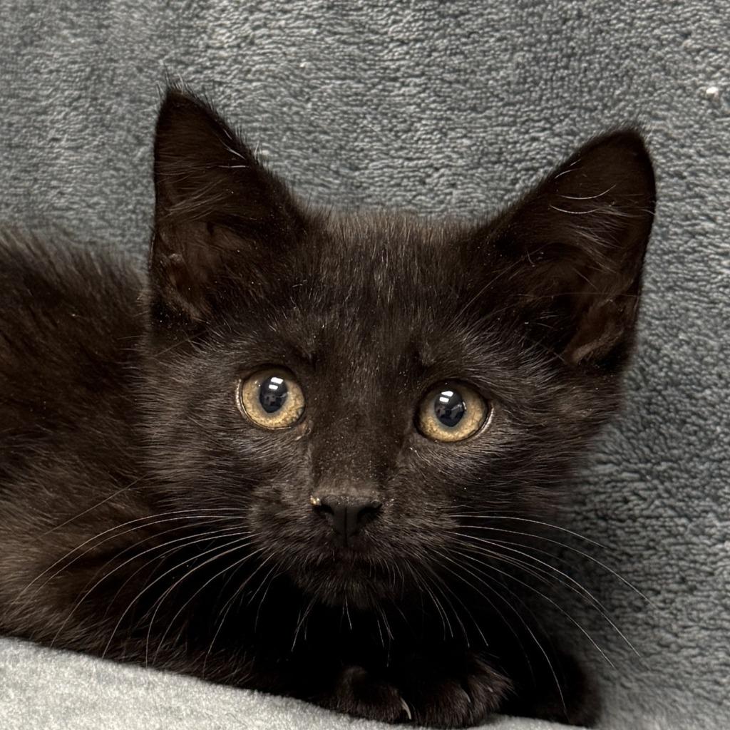 Thackery Binx, Adoptable, Kitten Male Domestic Short Hair.