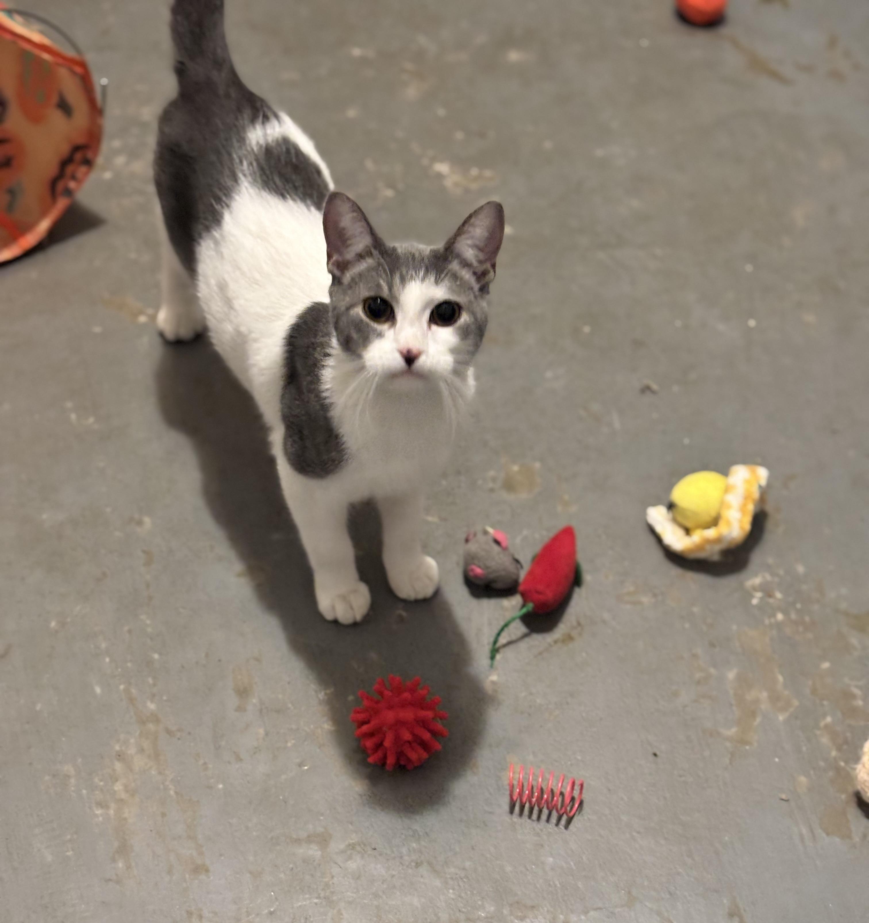 Stevie, ADOPTABLE, Kitten Male Domestic Short Hair.