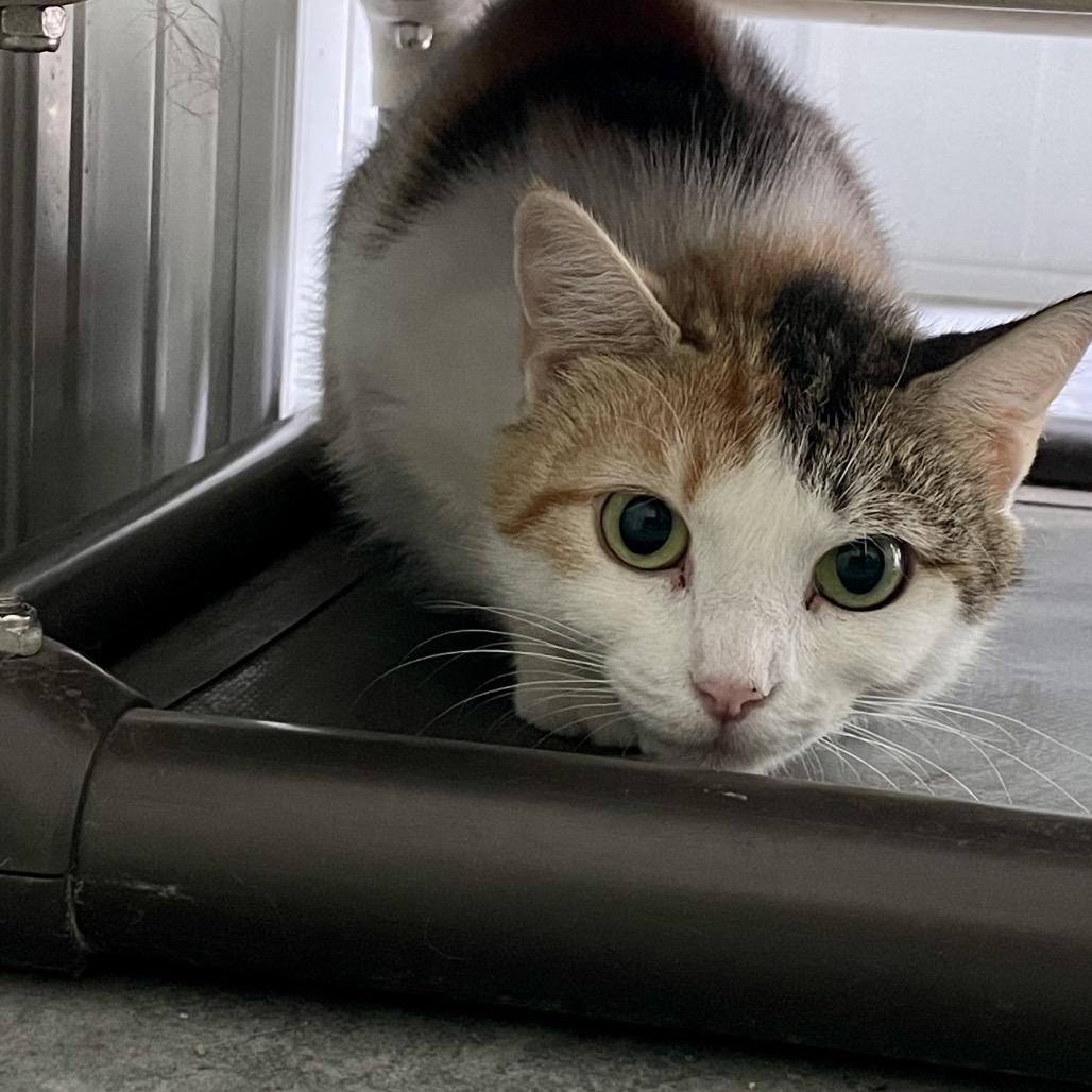 Aphrodite, Adoptable, Adult Female Domestic Short Hair.