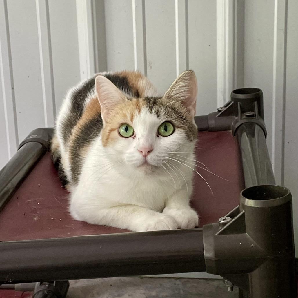 Aphrodite, a Adoptable Domestic Short Hair in Fairmont, WV image 2/4