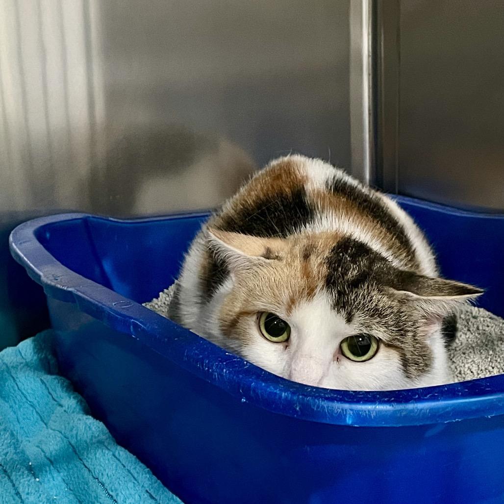 Aphrodite, a Adoptable Domestic Short Hair in Fairmont, WV image 3/4