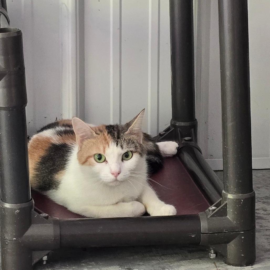 Aphrodite, a Adoptable Domestic Short Hair in Fairmont, WV image 4/4