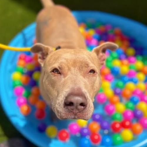 Vela, Adoptable, Young Female Boxer & Mixed Breed.