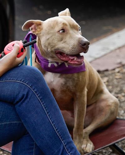 Enlarge Vela, a Adoptable mixed breed in Washington DC, DC image 1/6