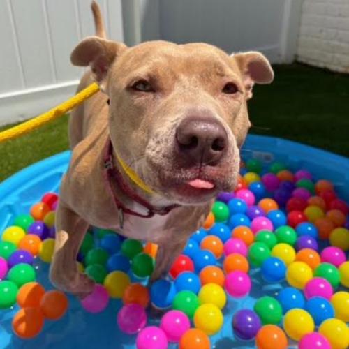 Enlarge Vela, a Adoptable mixed breed in Washington DC, DC image 2/6