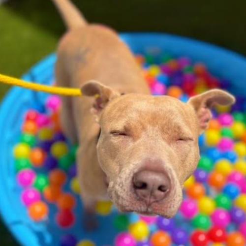 Enlarge Vela, a Adoptable mixed breed in Washington DC, DC image 2/6