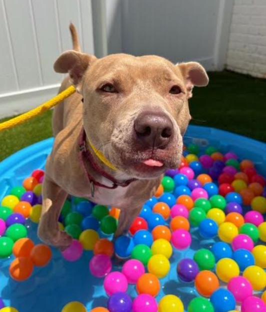 Enlarge Vela, a Adoptable mixed breed in Washington DC, DC image 3/6