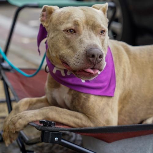 Enlarge Vela, a Adoptable mixed breed in Washington DC, DC image 3/6