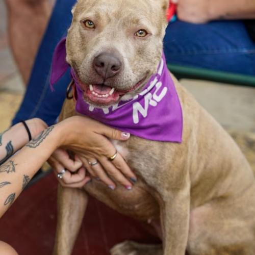 Enlarge Vela, a Adoptable mixed breed in Washington DC, DC image 4/6