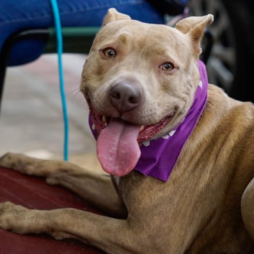 Enlarge Vela, a Adoptable mixed breed in Washington DC, DC image 5/6