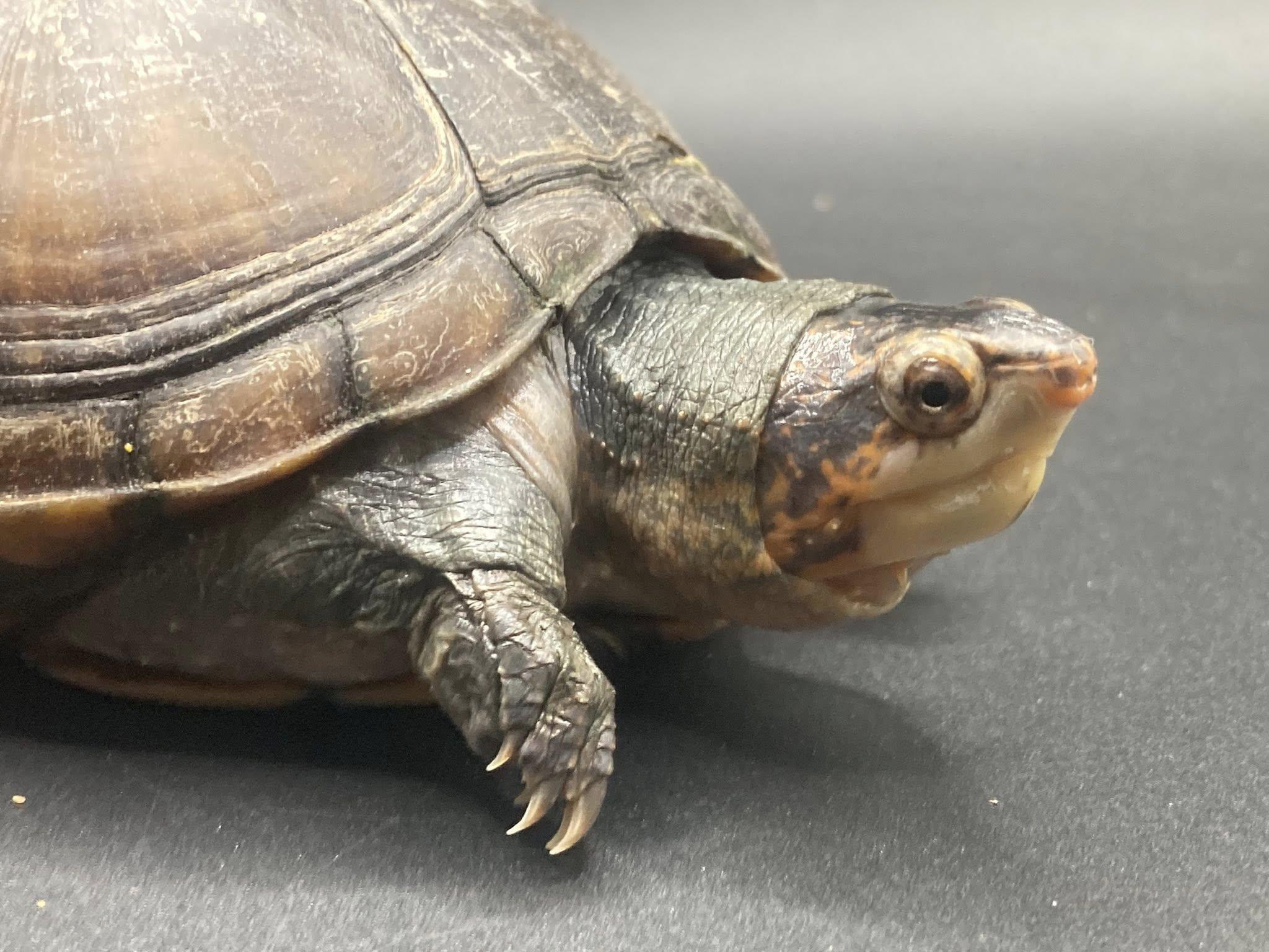 Donny, adopted, Young Female Mud.