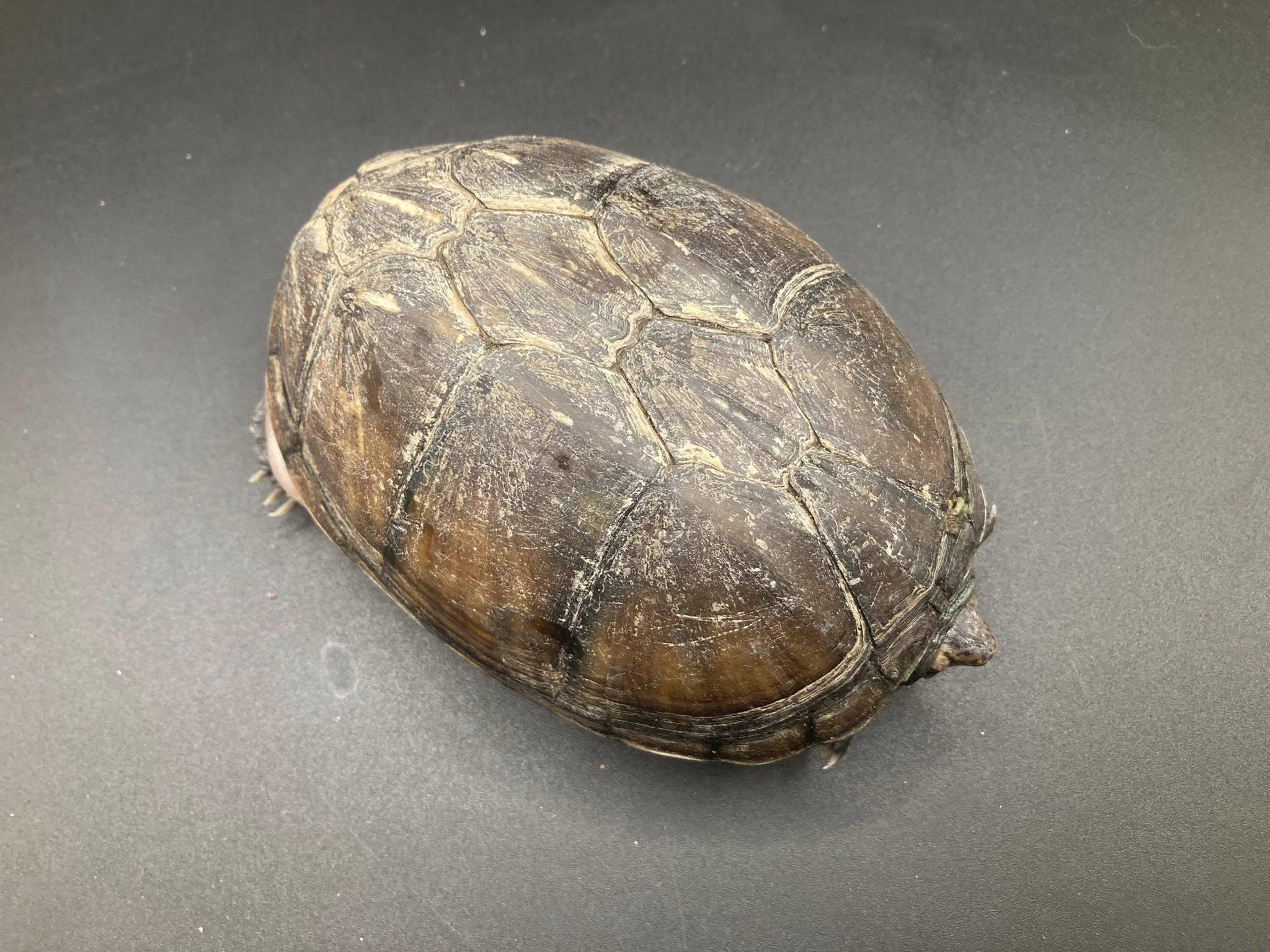 Enlarge Donny, an adopted Mud in Palmerton, PA image 3/3