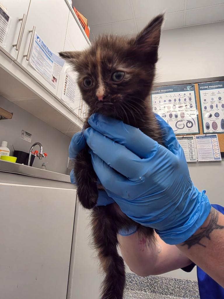 Flower, Adoptable, Kitten Female Domestic Short Hair.