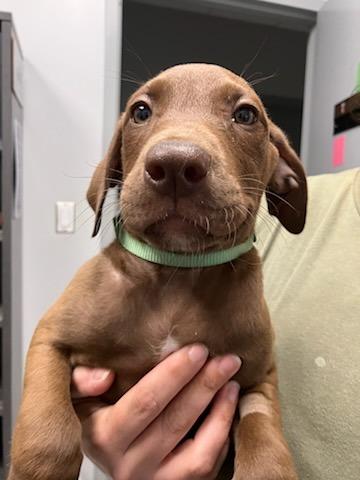 Bombay (green), Adoptable, Puppy Female Mixed Breed.
