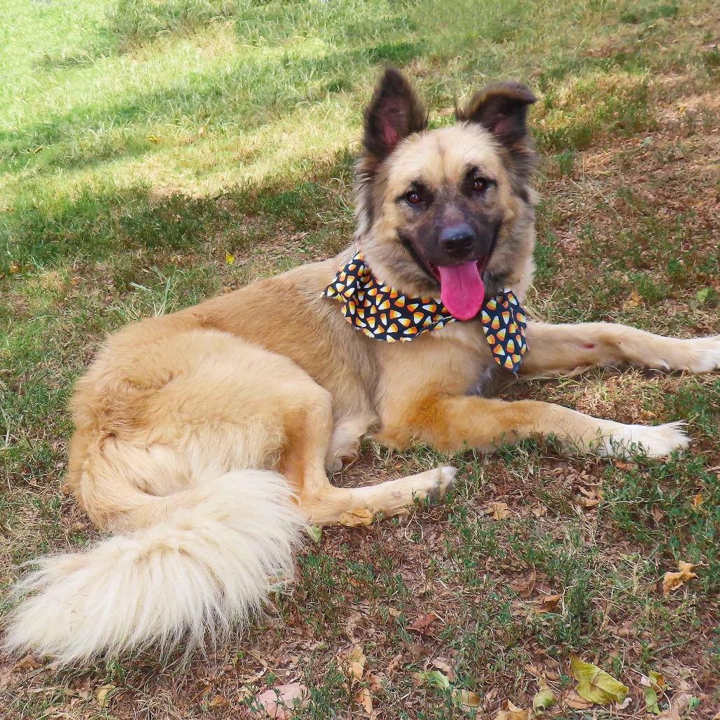 Enlarge Jamie Lee, a Adoptable mixed breed in Wadena, MN image 2/5
