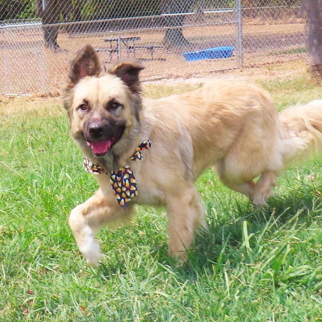 Enlarge Jamie Lee, a Adoptable mixed breed in Wadena, MN image 3/5
