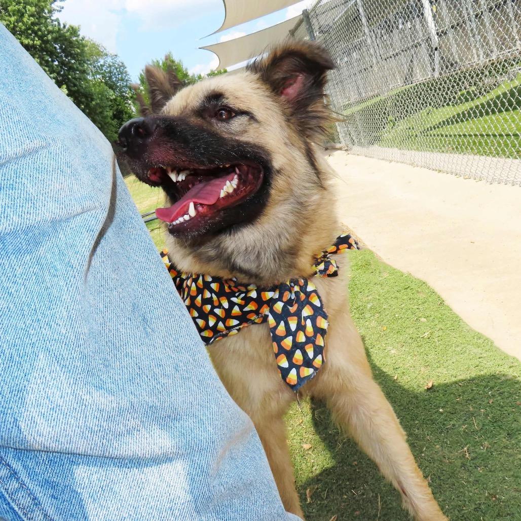Enlarge Jamie Lee, a Adoptable mixed breed in Wadena, MN image 4/5