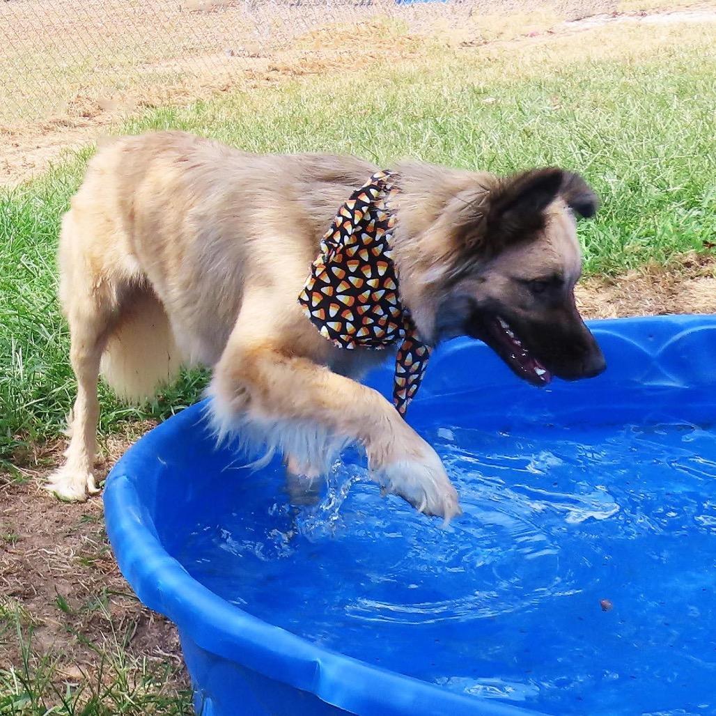 Enlarge Jamie Lee, a Adoptable mixed breed in Wadena, MN image 5/5