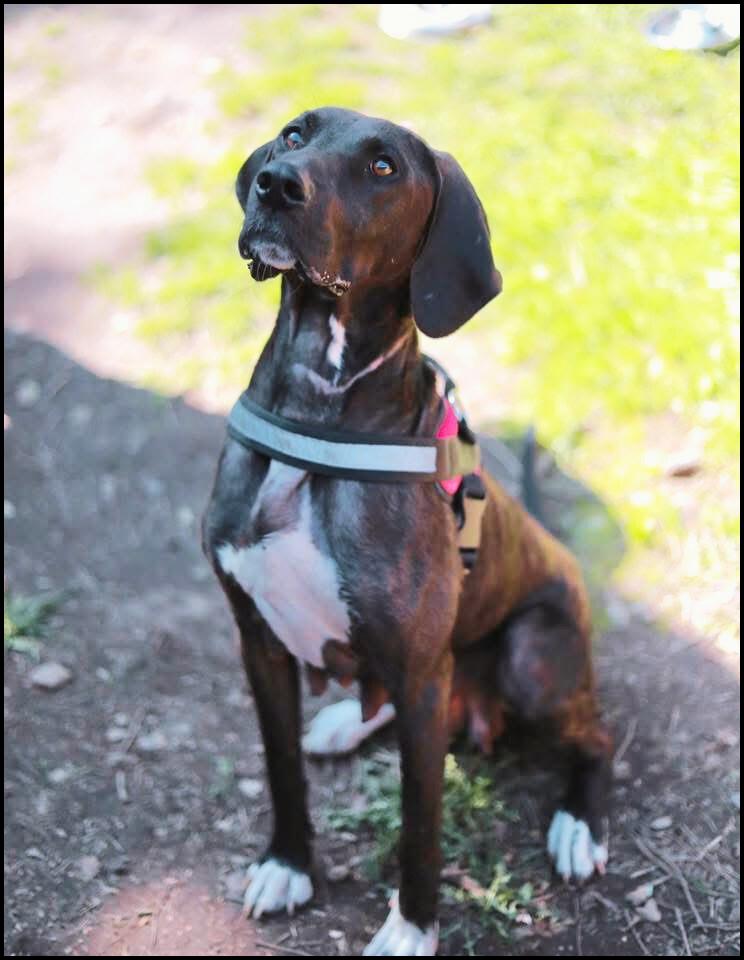 Maple is a classic hound with a big personality and plenty to say Her expressive nature and curious