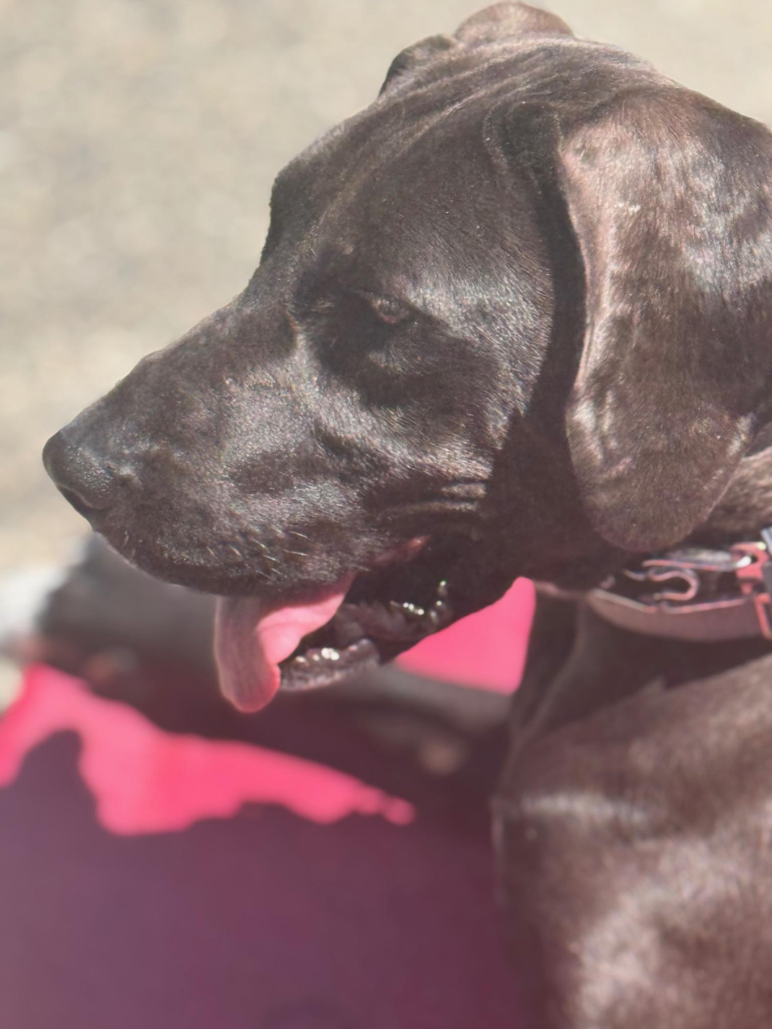 Maple, a Adoptable Hound in Seahurst, WA image 4/4